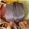 Order Autumn Leaves Ribbon - Wired Taffeta Brown